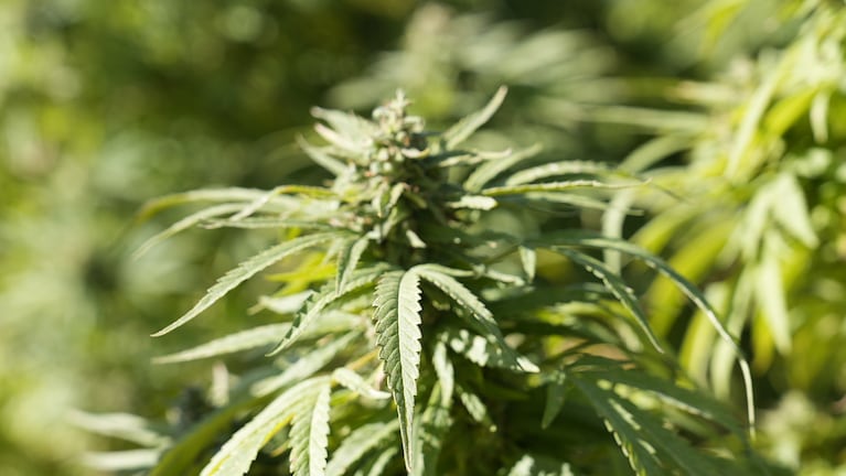 En el Valle de Calamuchita está la primera plantación legal de marihuana.