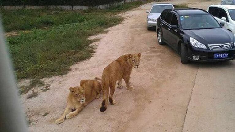 En el zoológico chino los animales están sueltos.