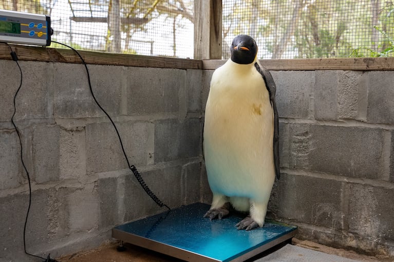 En esta imagen sin fecha proporcionada por el Departamento de Biodiversidad, Conservación y Atracciones de Australia Occidental, un macho adulto de pingüino emperador apodado Gus se ve de pie en una báscula tras ser descubierto en una playa cerca de Denmark, Australia, el 1 de noviembre de 2024, a miles de kilómetros de su hábitat normal en la Antártida. (Miles Brotherson/DBCA via AP)