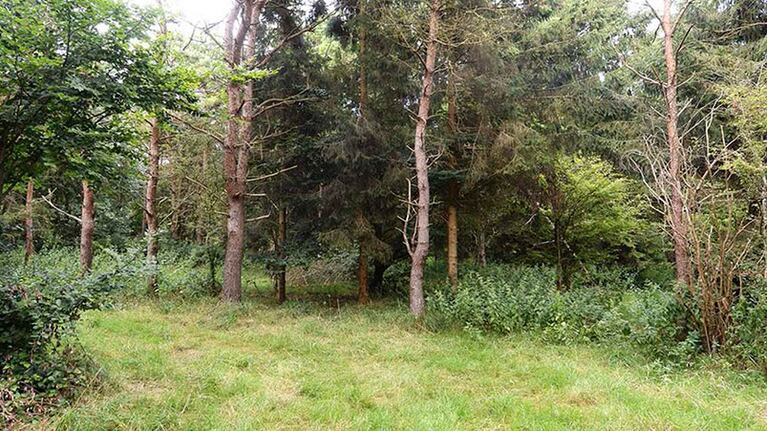 En este bosque hay seis soldados escondidos, ¿los ves?