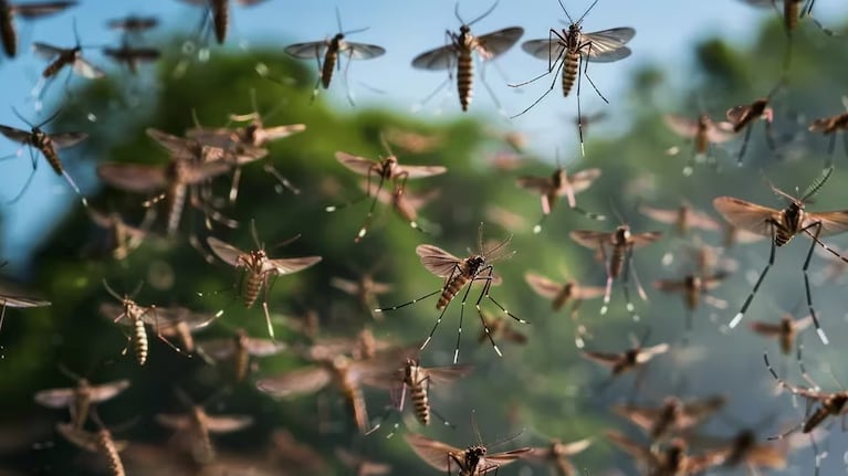 En la provincia ya se registraron siete muertes por dengue en lo que va de esta temporada.
