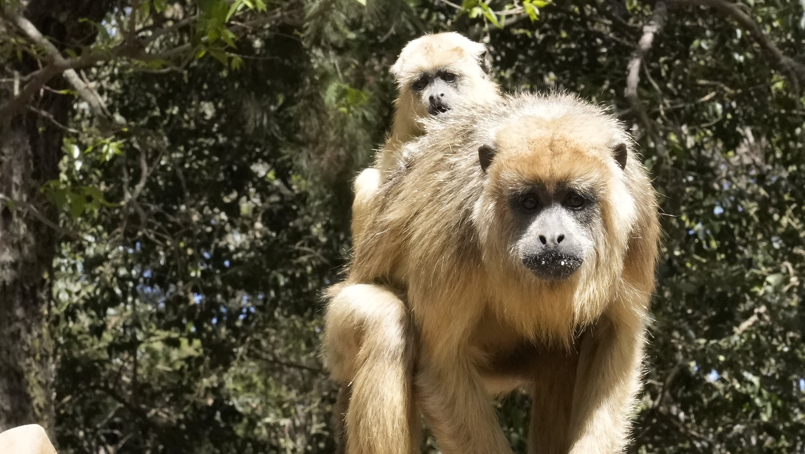 En la reserva le dan hogar a dos especies de primates. Foto: Lucio Casalla / El Doce.