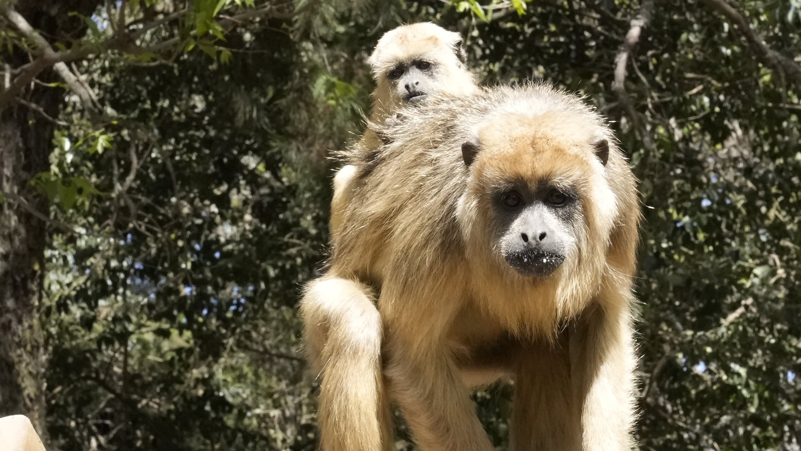 En la reserva le dan hogar a dos especies de primates. Foto: Lucio Casalla / El Doce.