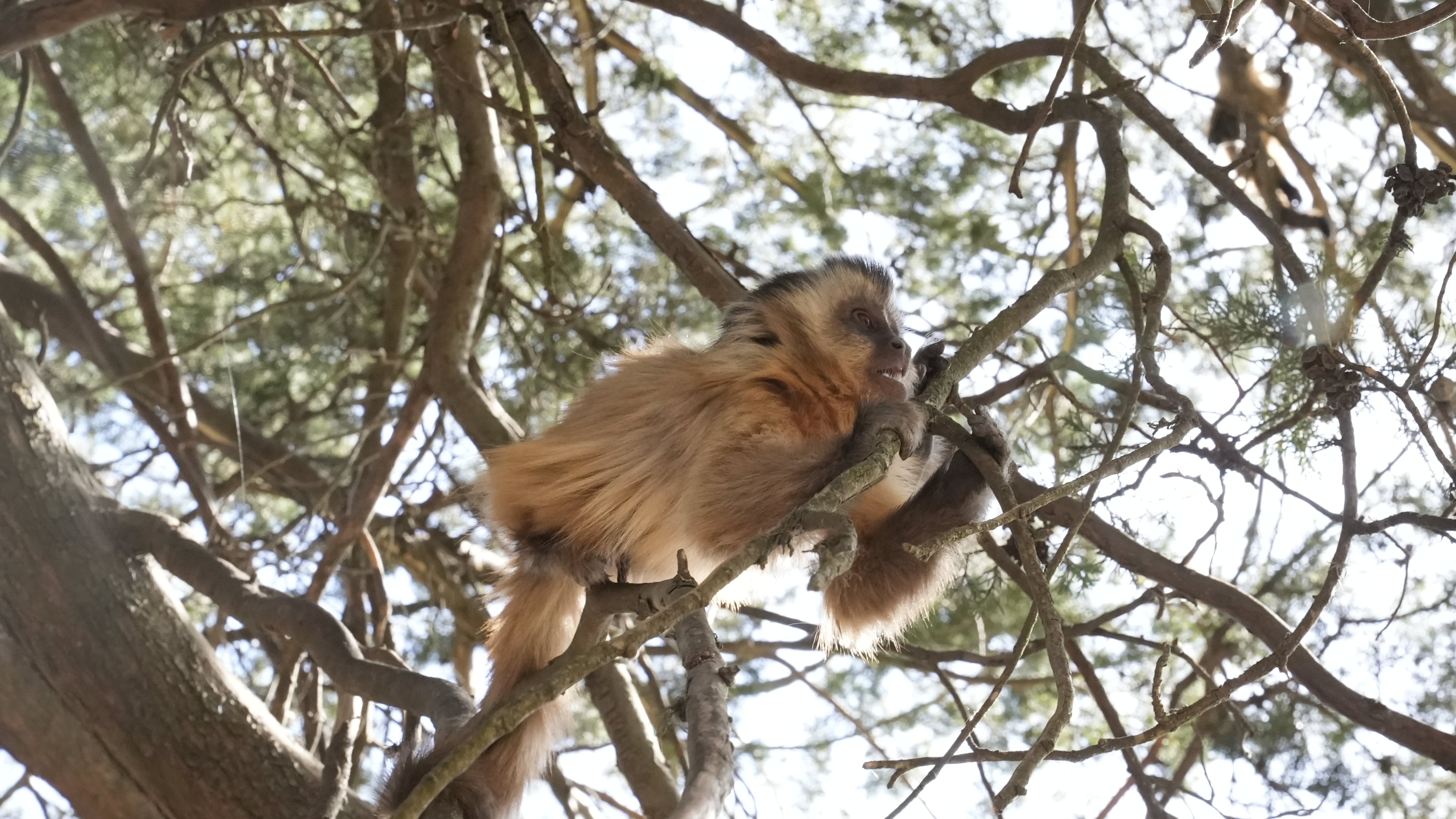 En la reserva le dan hogar a dos especies de primates. Foto: Lucio Casalla / El Doce.