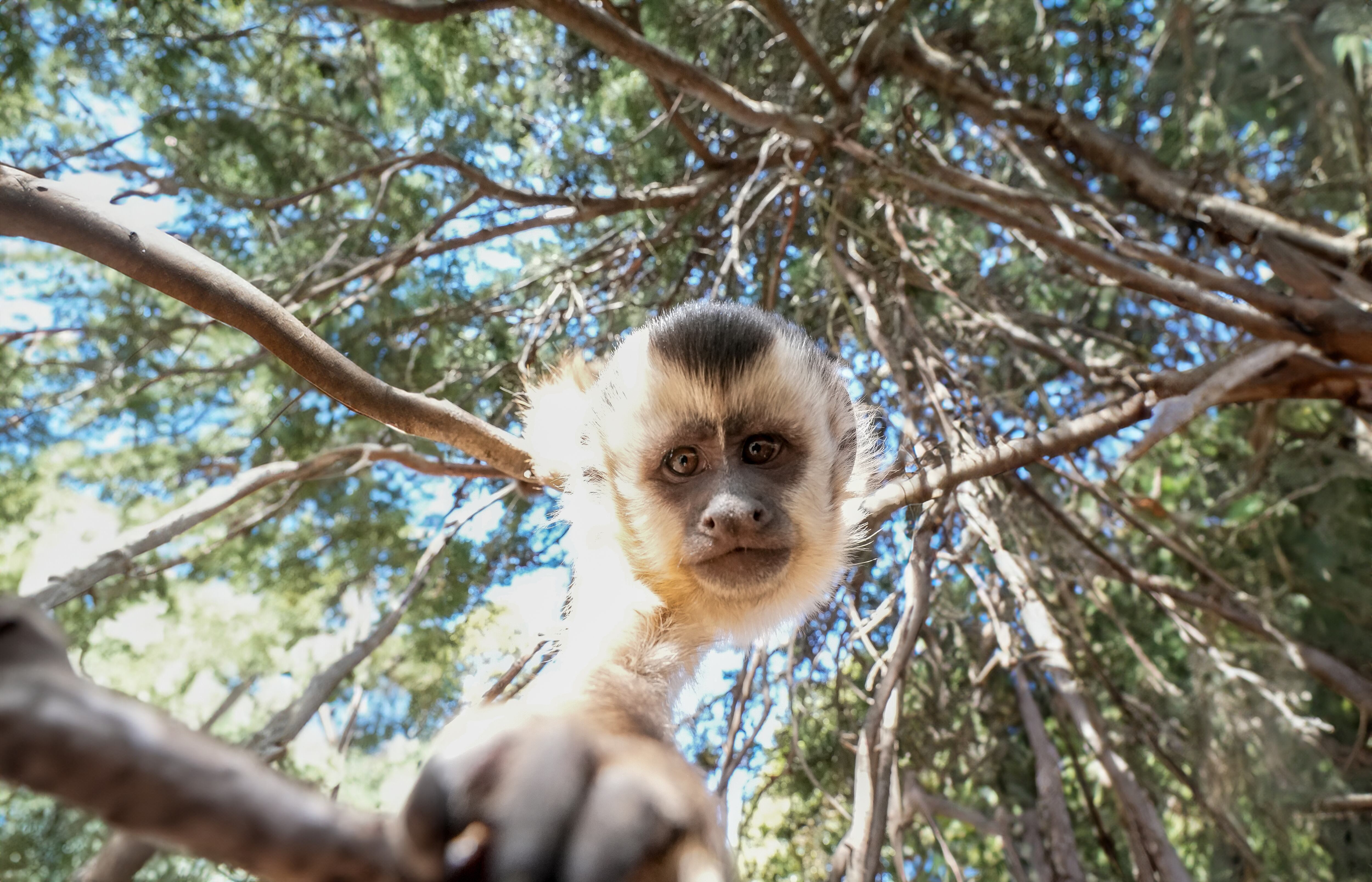 En la reserva le dan hogar a dos especies de primates. Foto: Lucio Casalla / El Doce.