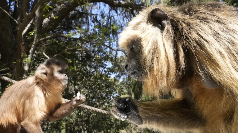 En la reserva le dan hogar a dos especies de primates. Foto: Lucio Casalla / El Doce.