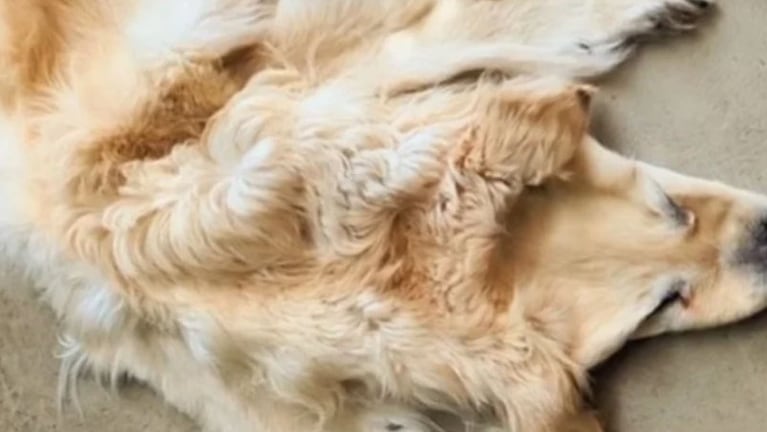 En las redes denunciaron que hicieron una alfombra con su perro muerto