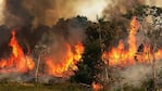 En medio de la lucha contra la deforestación, el fuego arrasa con todo a su paso.