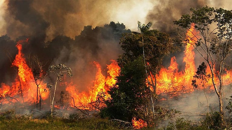 En medio de la lucha contra la deforestación, el fuego arrasa con todo a su paso.