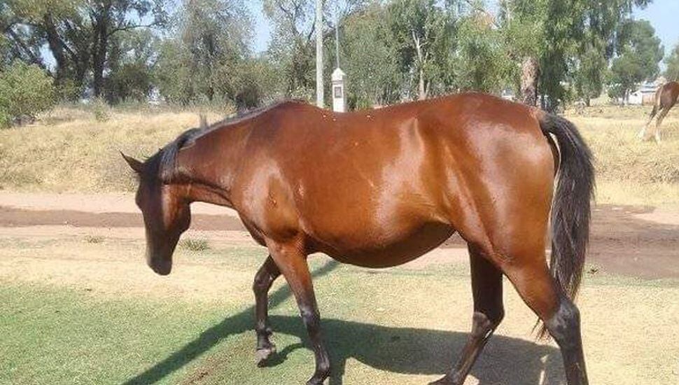 En San Francisco chocó a un caballo suelto y demandó a la Municipalidad. (imagen ilustrativa)