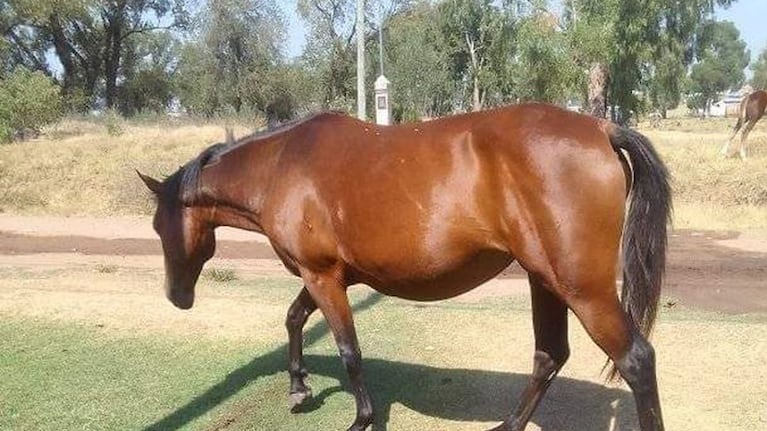 En San Francisco chocó a un caballo suelto y demandó a la Municipalidad. (imagen ilustrativa)