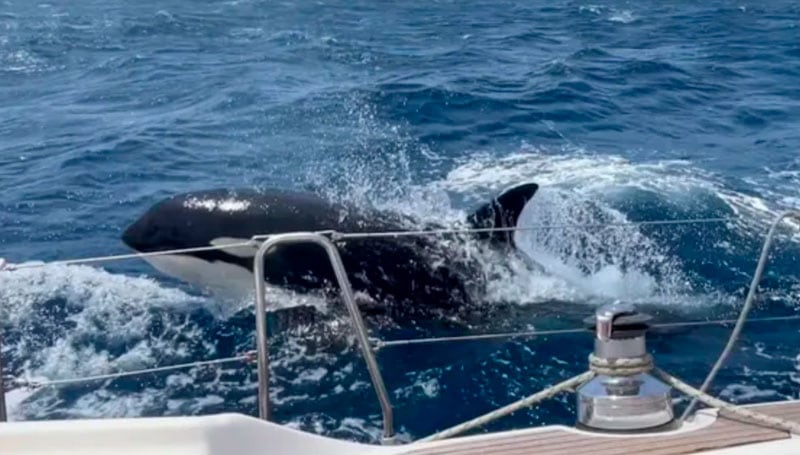 En total, son nueve los animales a los que han visto atacar a barcos. 