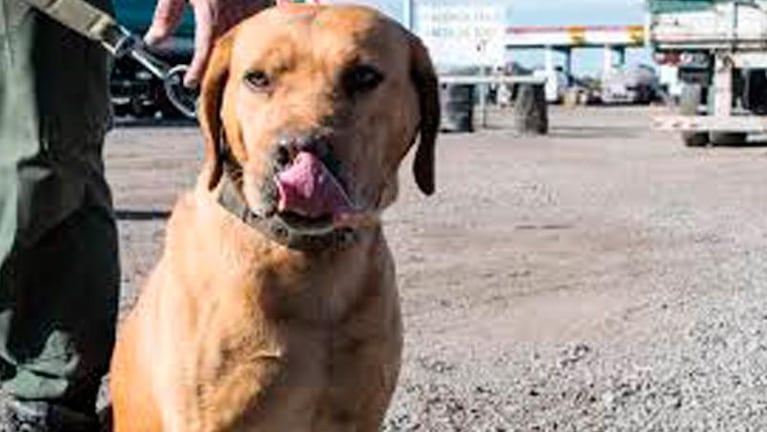 En un colectivo que venía a Córdoba escondieron 21 kilos de cocaína y los encontró un perro
