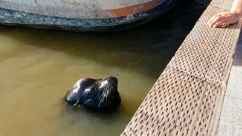 En un instante, este animal de aspecto inofensivo muestra su costado salvaje.