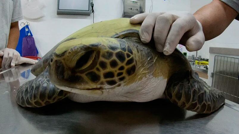 En unas semanas la tortuga será reinsertada al mar. Foto: Fundación Mundo Marino.