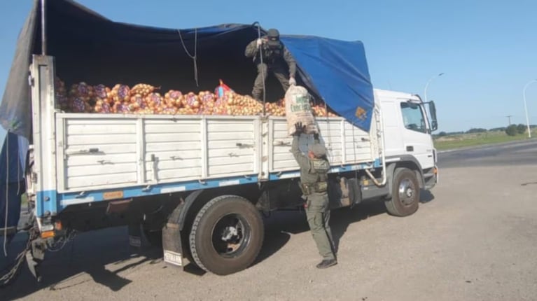 Encontraron 166 tortugas en un camión que trasportaba cebollas.