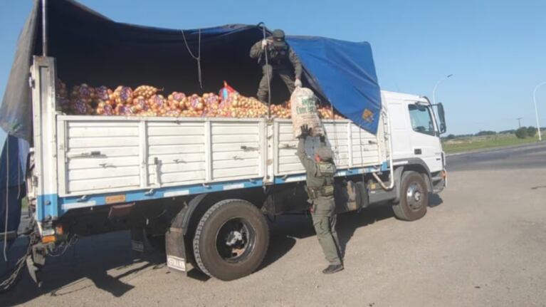 Encontraron 166 tortugas en un camión que trasportaba cebollas.