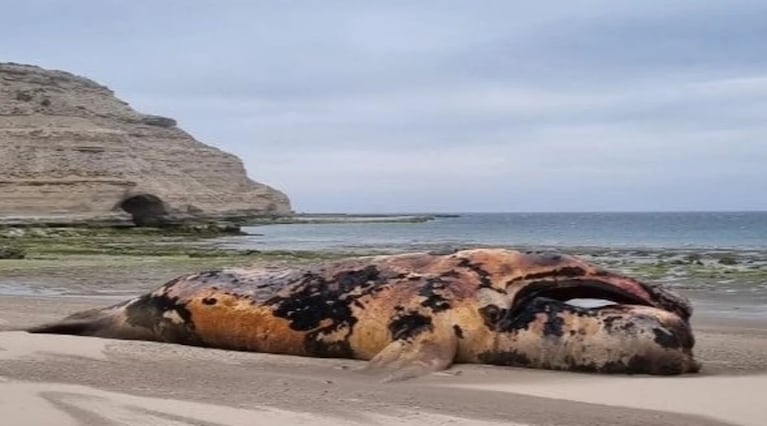 Encontraron 21 ballenas muertas en Península Valdés. (Foto: gentileza El Chubut).