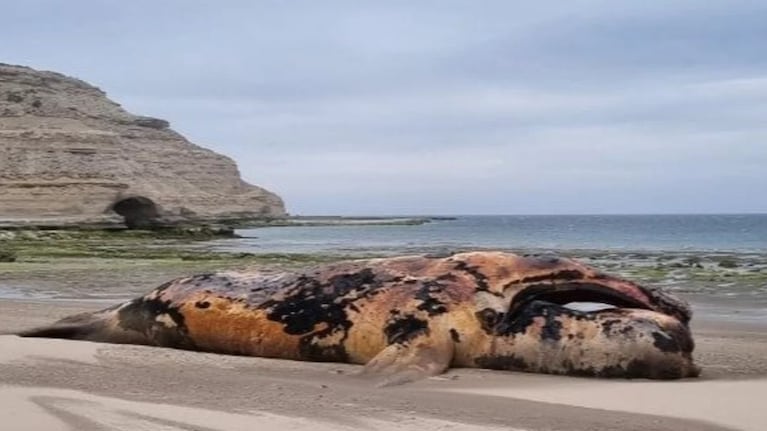 Encontraron 21 ballenas muertas en Península Valdés. (Foto: gentileza El Chubut).