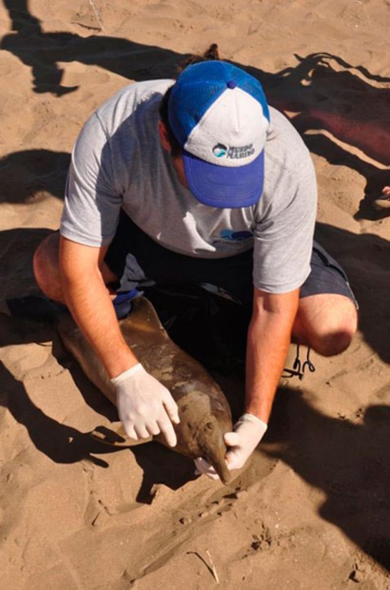 Encontraron 23 delfines muertos en la Costa Atlántica