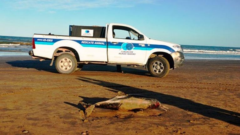 Encontraron 23 delfines muertos en la Costa Atlántica