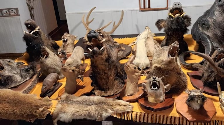 Encontraron 30 cabezas de animales disecados.