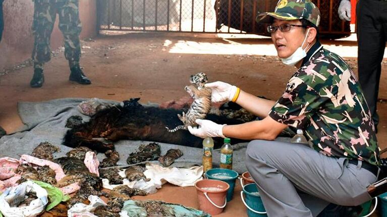 Encontraron 40 tigres bebés muertos en un templo budista