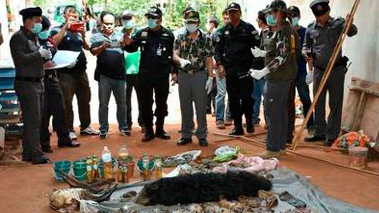 Encontraron 40 tigres bebés muertos en un templo budista