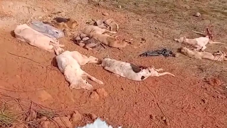 Encontraron 43 perros muertos en Brasil y sospechan de una veterinaria
