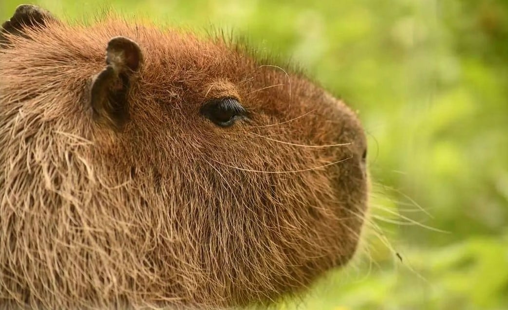 Encontraron a Canela.