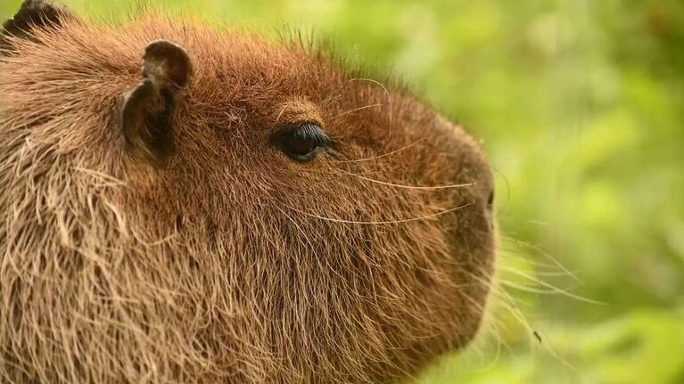Encontraron a Canela, el carpincho que se había fugado del zoo.