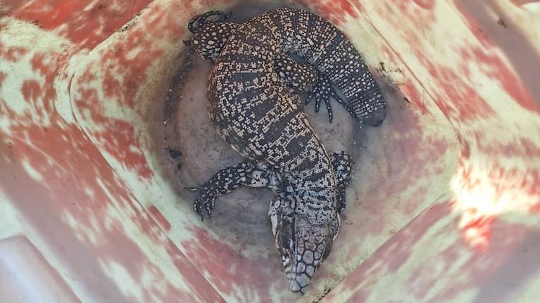 Encontraron a otro lagarto overo en la ciudad de Córdoba. (Foto: Policía de Córdoba)