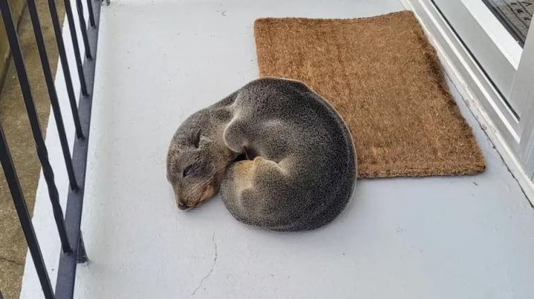 Encontraron a un animal salvaje en la puerta de su casa y la postal los enterneció