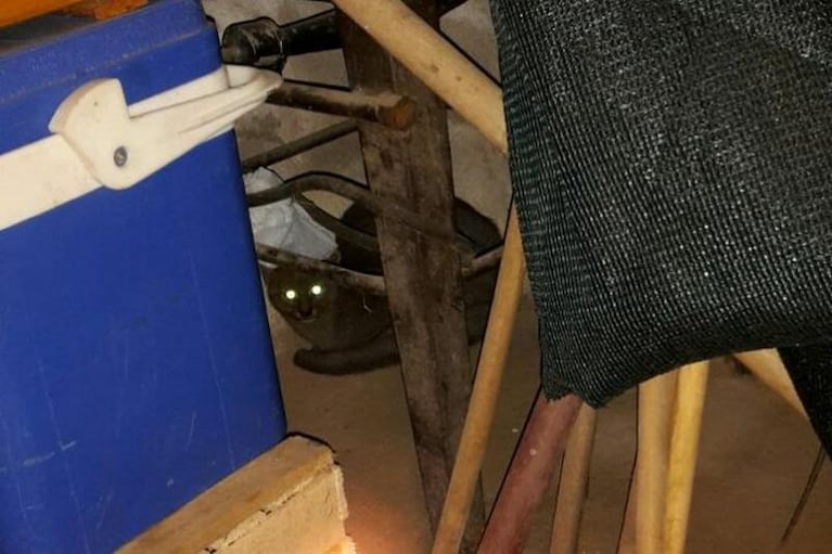 Encontraron a un puma yaguarundí en una casa