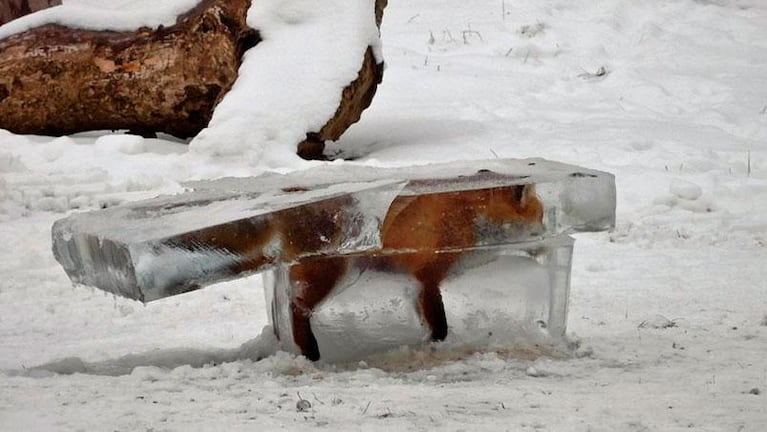 Encontraron a un zorro congelado tras la ola de frío en Europa