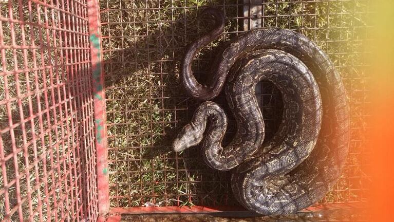 Encontraron animales silvestres vivos y disecados en una casa de Unquillo