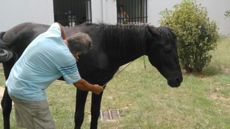 Encontraron el caballo terapéutico de Matías