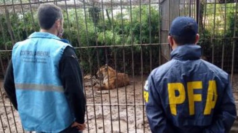 Encontraron más de 300 animales en cautiverio: había ciervos, tigres, pumas, pavos reales y búfalos