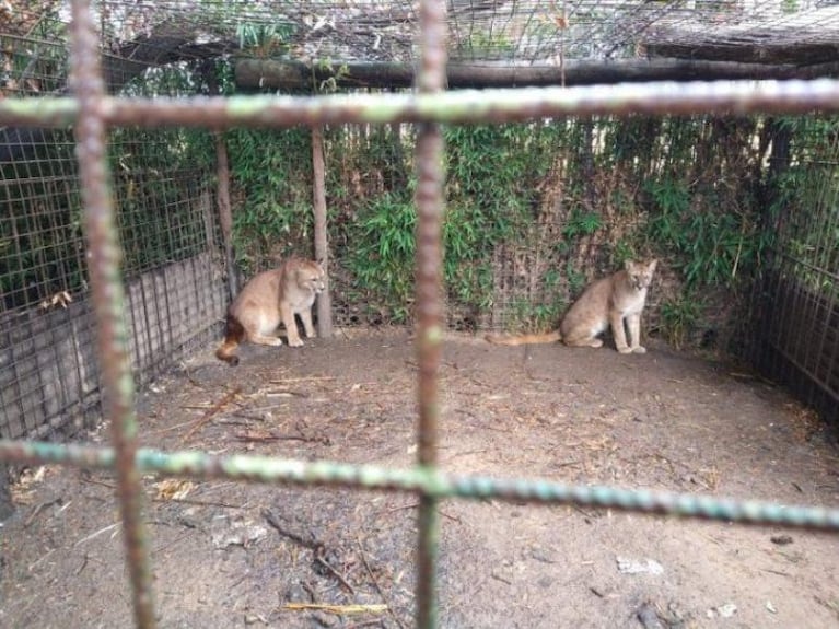 Encontraron más de 300 animales en cautiverio: había ciervos, tigres, pumas, pavos reales y búfalos