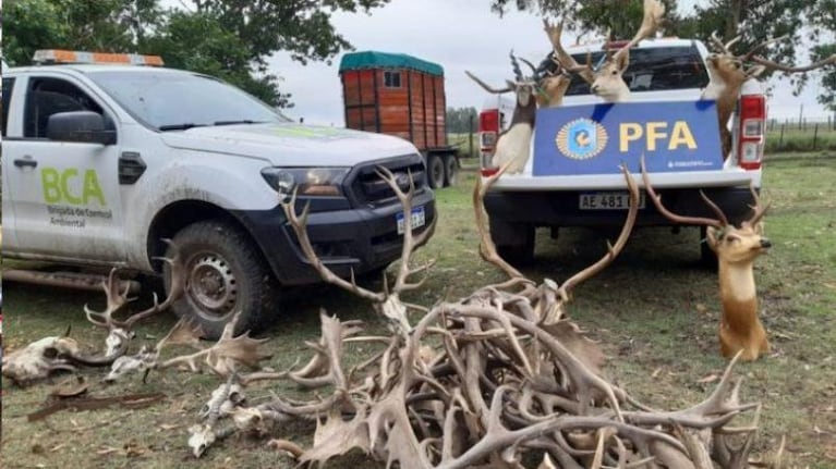 Encontraron más de 300 animales en cautiverio: había ciervos, tigres, pumas, pavos reales y búfalos