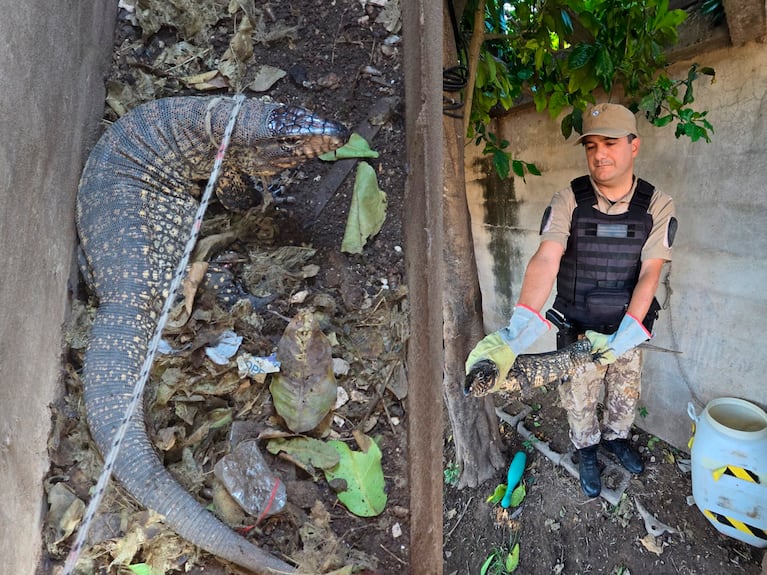 Encontraron otro lagarto overo en Córdoba.