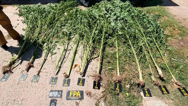 Encontraron plantas de marihuana en una casa de Bell Ville.