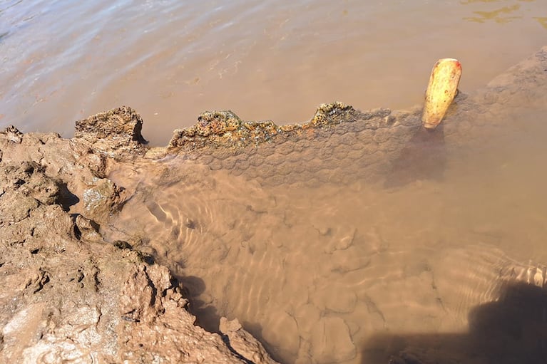 Encontraron restos de un gliptodonte en el interior de Córdoba.