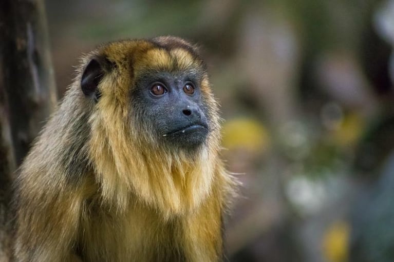 Encontraron un mono colgado en el árbol de una casa en Córdoba