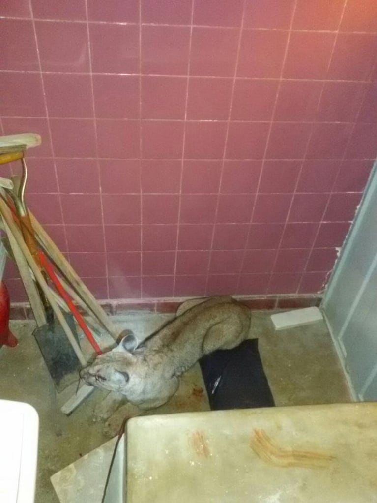 Encontraron un Puma en el lavadero de su casa