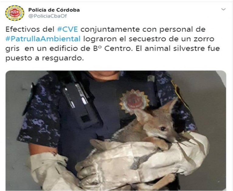 Encontraron un zorro en un edificio del Centro