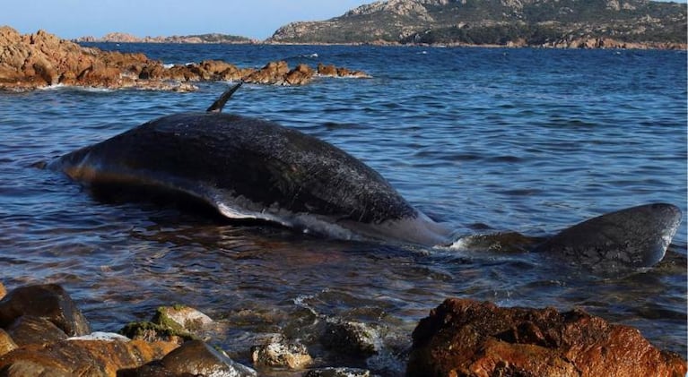 Encontraron una ballena muerta con 22 kilos de plástico en su estómago