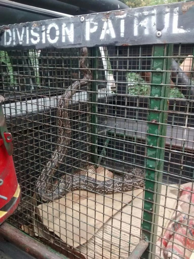 Encontraron una boa dentro de un tanque de agua abandonado