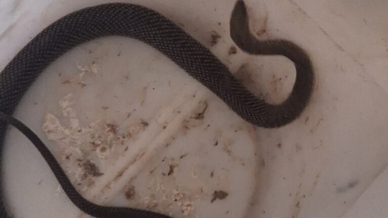 Encontraron una culebra en Córdoba