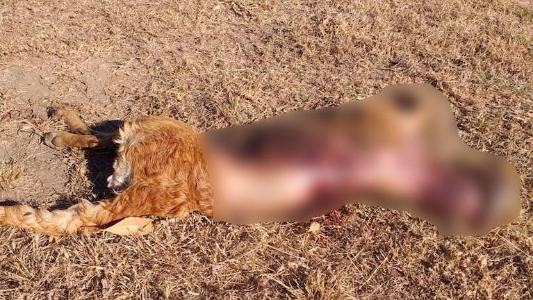 Encontraron una perra muerta, despellejada y mutilada en Villa Dolores
